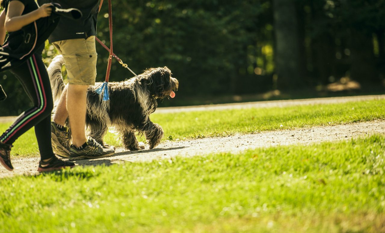 12 endroits où aller avec le chien de la famille cet été