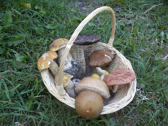 champignons dans un paniers