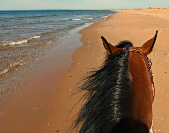 Balades à cheval sur les plages madelinoises Iles de la Madeleine