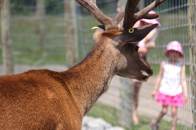 animaux-ranch-dupont