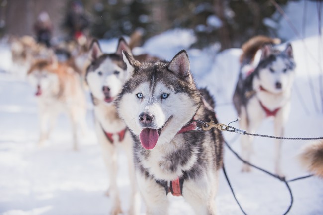 Quoi-faire-a-noel-en-abitibi