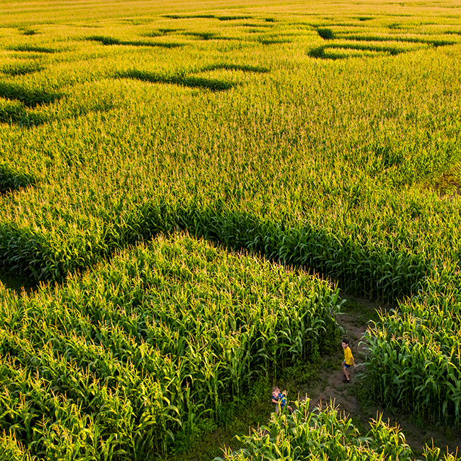 labyrinthe de maïs
