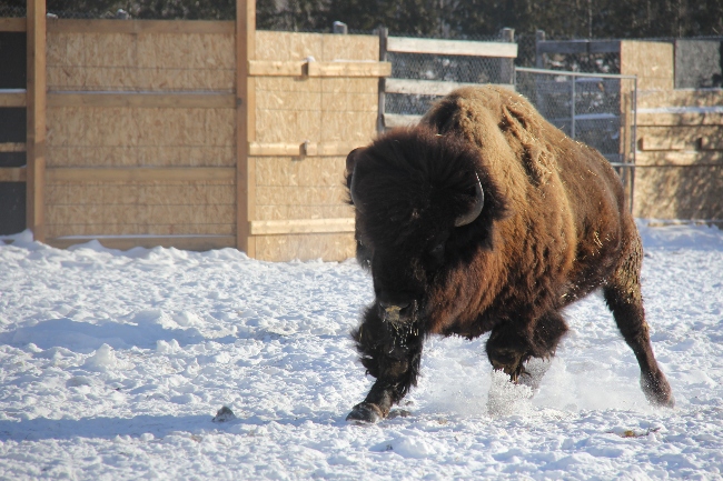 bison hiver 