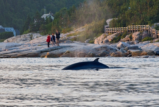 15. Observation Terrestre des baleines Ö Point de l'Islet_MarcLoiselle