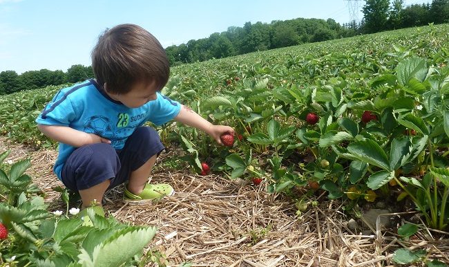 petit garcon qui cueille des fraises dans un champs