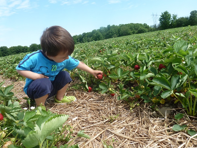 petit garcon qui cueille des fraises dans un champs