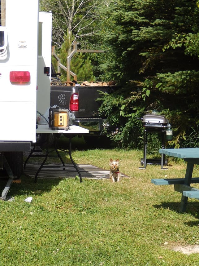 9 Campings Du Québec Qui Acceptent Les Chiens